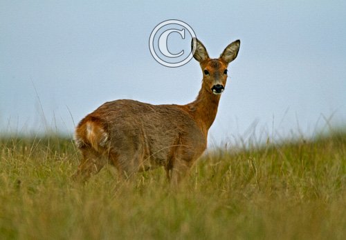 Roe Deer Doe DM1108